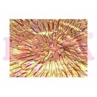 Diva Design Bladgoud Folie 05