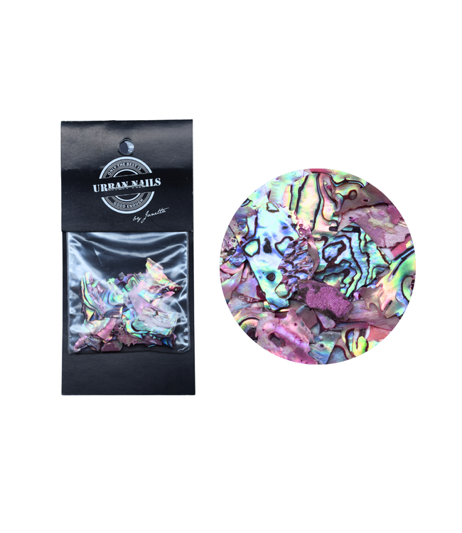 Abalone Sea Shell 03