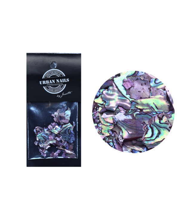 Abalone Sea Shell 05