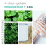 BCL SPA Mint + CBD Complete 4-step Packet Box
