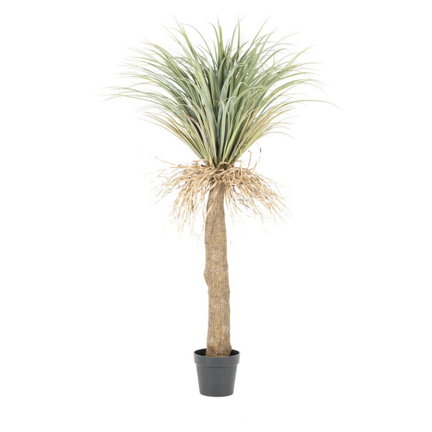 By-Boo By-Boo wilde Yucca boom - in 3 maten