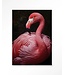 Urban Cotton Wandkleed Pink Flamingo