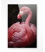 Urban Cotton Glasschilderij Pink Flamingo