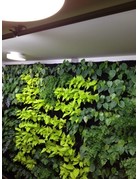 Parus Plant Light Living wall LED voor groene wanden