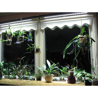 Parus Plant Light Window Silk or Office lighting 600mm