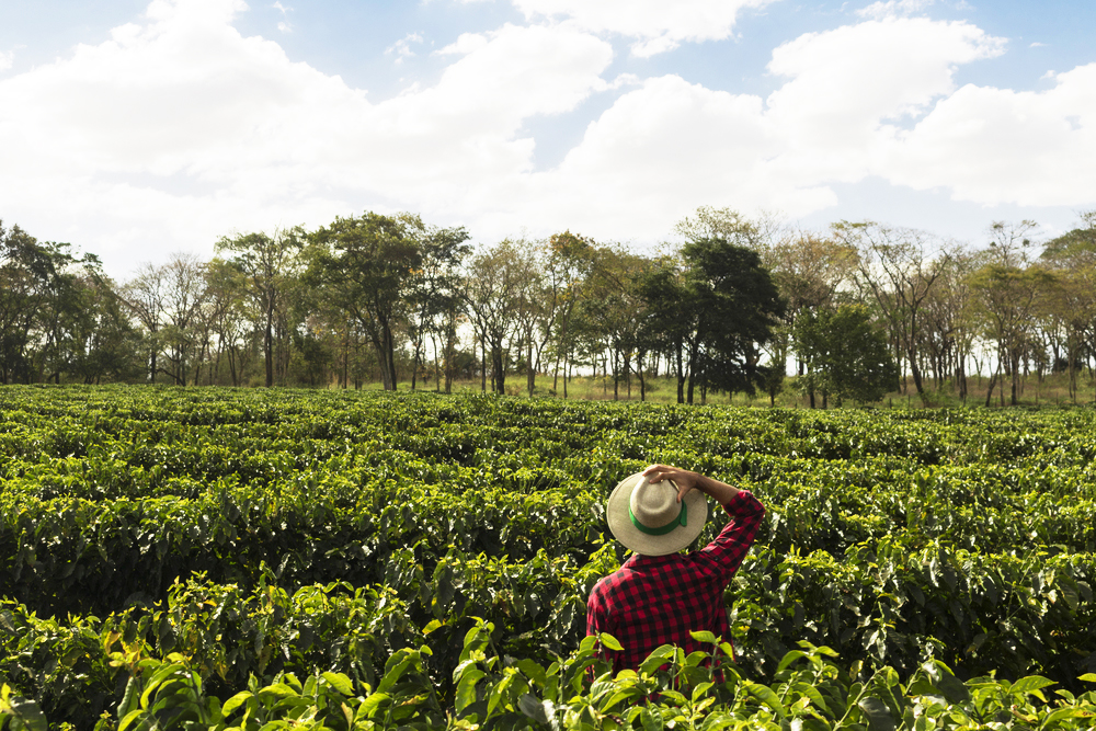 Ground Coffee Beans For Garden - Which Indoor Plants Like Coffee