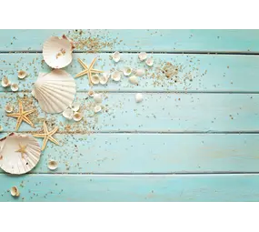 Induktionsschutz | Muscheln Induktionsschutz | Muscheln