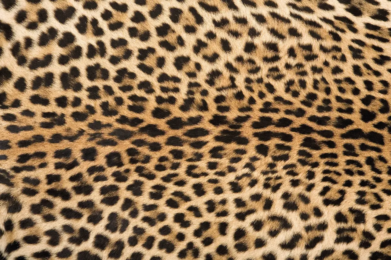 Vinylboden | Leo. P , Panthermuster