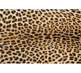 Vinyl rug | Leo. P Vinyl rug | Leo. P
