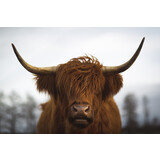 Inductie beschermer  | Schotse hooglander