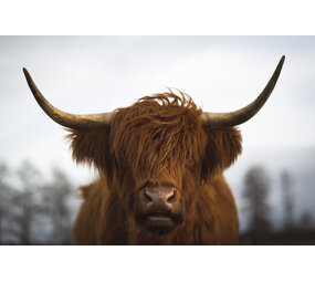 Induction protector  | Scottish Highlander Induction protector  | Scottish Highlander