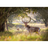 Induction protector  | Deer Induction protector  | Deer