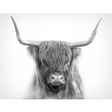 Induction protector | Scottish Highlander grey Induction protector | Scottish Highlander grey