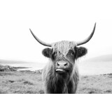 Inductie beschermer | Schotse hooglander zwart wit