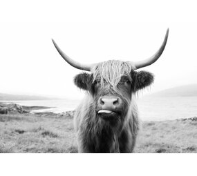 Induction protector | Scottish highlander black white Induction protector | Scottish highlander black white