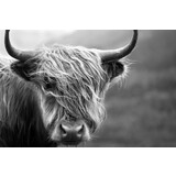 Inductie beschermer | Schotse hooglander zwart wit 2