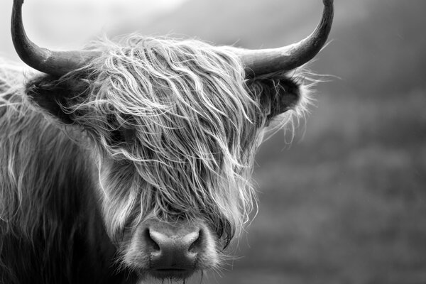 Inductie beschermer | Schotse hooglander zwart wit 2