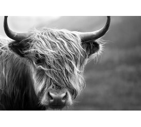 Placemat Vinyl | Schotse hooglander zwart wit 2 Placemat Vinyl | Schotse hooglander zwart wit 2