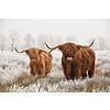 Induction protector | Scottish twins