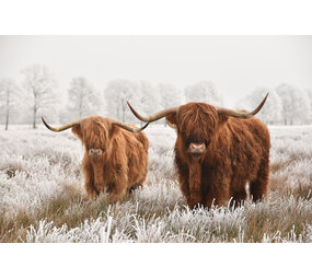 Induction protector | Scottish twin