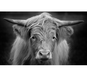 Induction protector | Highland cow black white 3 Induction protector | Highland cow black white 3