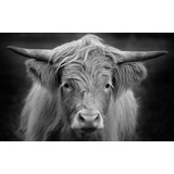 Vinyl Placemat | Scottish Highlander black white 3 Vinyl Placemat | Scottish Highlander black white 3