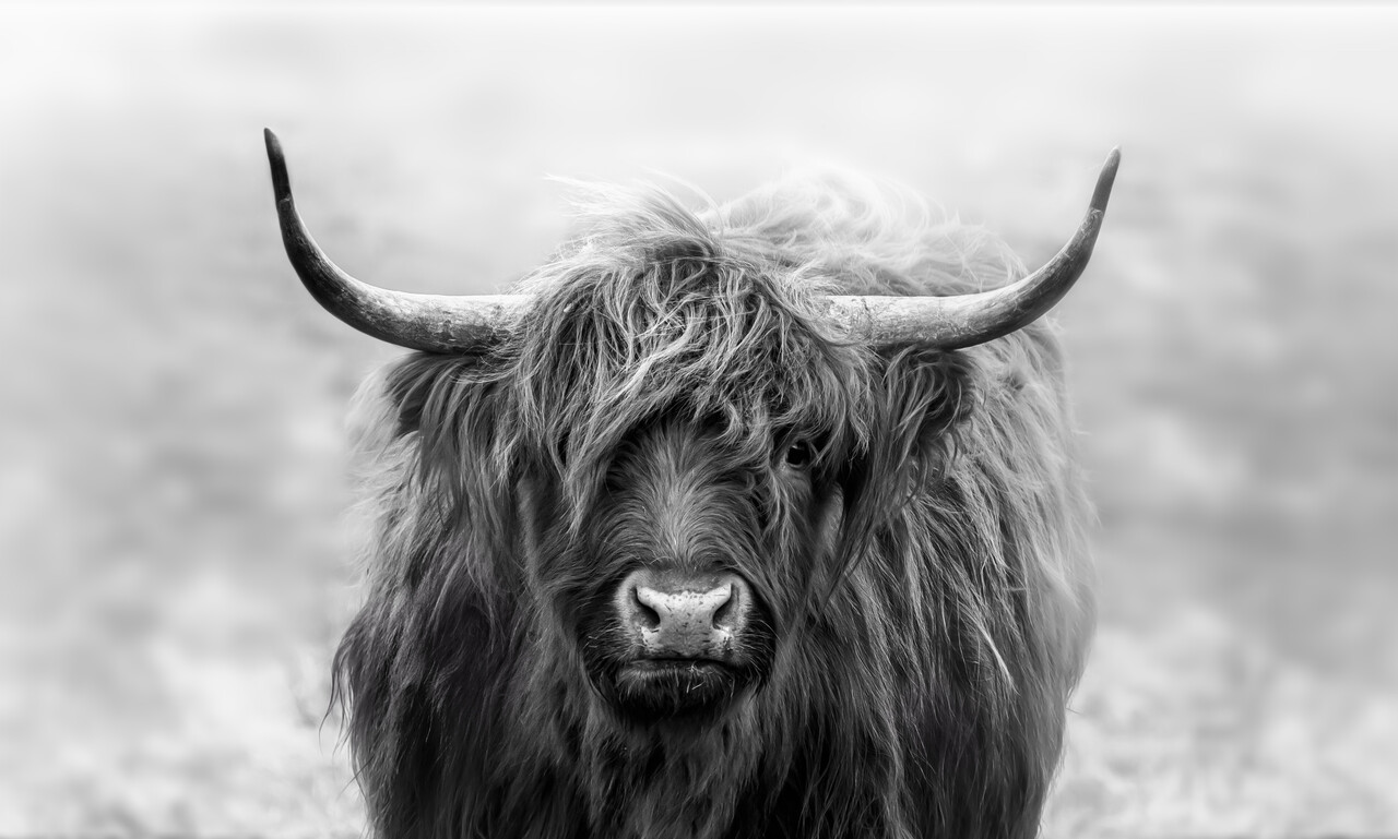 Induction protector | Scottish Highlander grey 2 Induction protector | Scottish Highlander grey 2