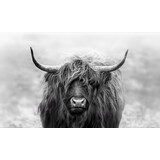 Induction protector | Scottish Highlander gray 2 Induction protector | Scottish Highlander gray 2