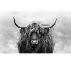 Placemat Vinyl | Scottish Highlander grey 2 Placemat Vinyl | Scottish Highlander grey 2