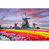Induction protector | Tulip field