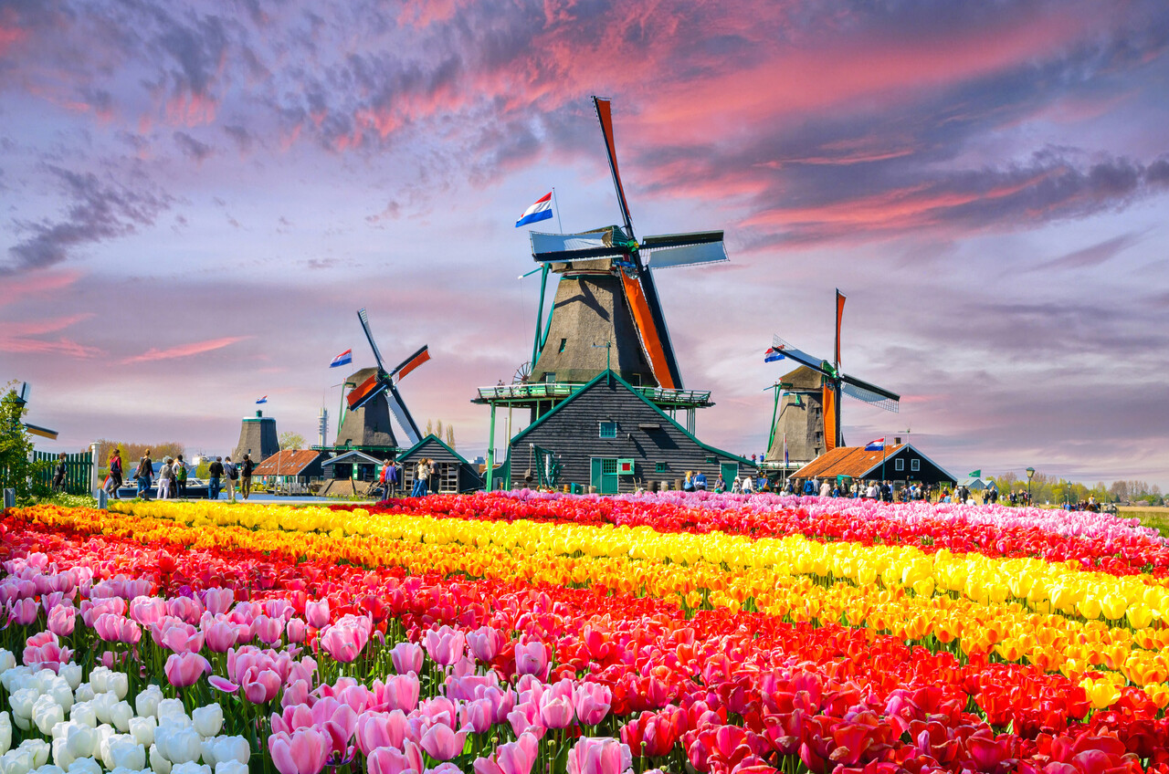 Induction protector | Tulip field