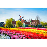 Inductie beschermer | Tulpen veld 2 Inductie beschermer | Tulpen veld 2