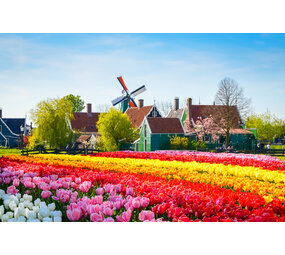 Placemat Vinyl | Tulpen veld 2 Placemat Vinyl | Tulpen veld 2