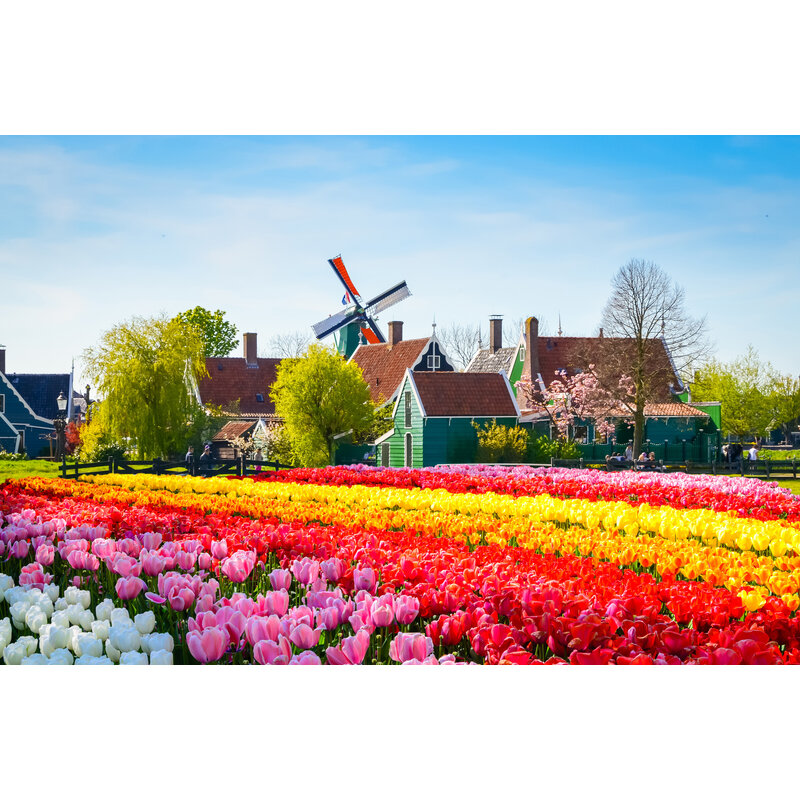 Tischset Vinyl | Tulpenfeld 2