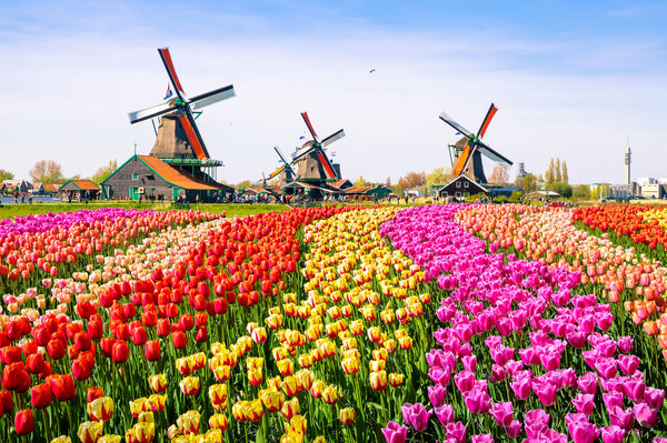 floorevents.com Induction protector | Tulips field 3