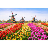 Placemat Vinyl | Tulip field 3 Placemat Vinyl | Tulip field 3
