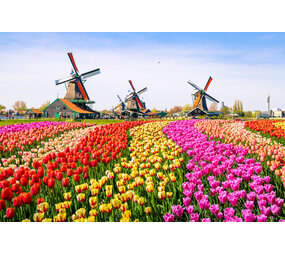 Placemat Vinyl | Tulpen veld 3 Placemat Vinyl | Tulpen veld 3