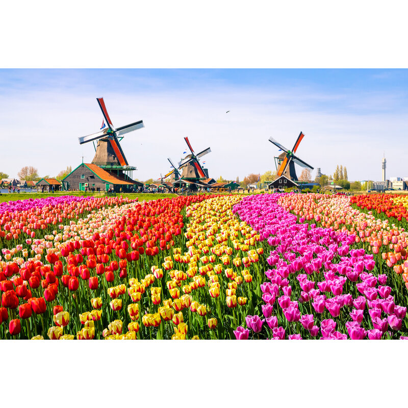 Tischset Vinyl | Tulpenfeld 3