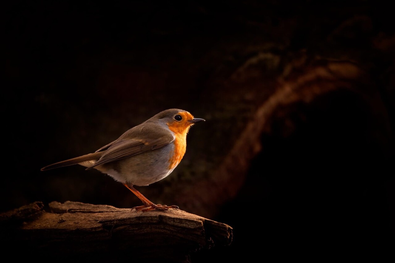 Inductie beschermer |  Roodborstje Inductie beschermer |  Roodborstje