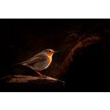 Induction protector |  Robin Induction protector |  Robin