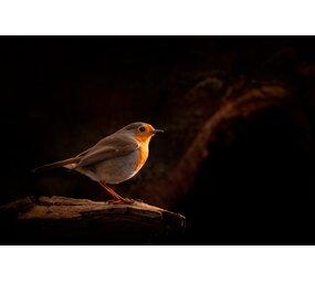 Inductie beschermer |  Roodborstje Inductie beschermer |  Roodborstje