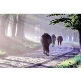 Induction protector |  Galloping through the dust Induction protector |  Galloping through the dust