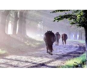 Induction protector |  Galloping through the dust Induction protector |  Galloping through the dust