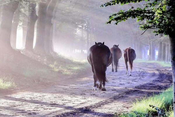 Induction protector |  Galloping through the dust Induction protector |  Galloping through the dust