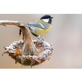 Induction protector | Great tit Induction protector | Great tit