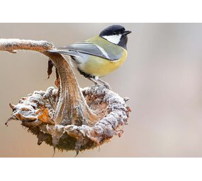 Induction protector | Great tit Induction protector | Great tit