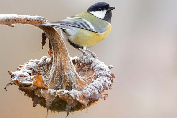 Induction protector | Great Tit Induction protector | Great Tit