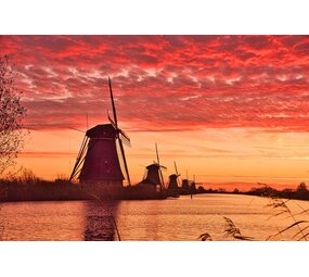 Induction protector | A Dutch Serenade Induction protector | A Dutch Serenade