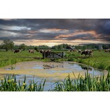 Induction protector | Herd Crossing