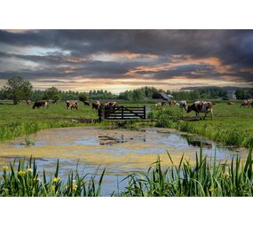 Induction protector | Herd Crossing